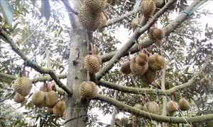 Tháo gỡ 'điểm nghẽn' về mã số vùng trồng sầu riêng - Bài 1: Rào cản từ 'tấm hộ chiếu'