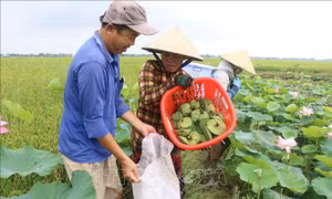 Tăng giá trị cho cây sen Đồng Tháp
