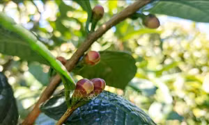 Trà hoa vàng - cây 'đổi đời' của người dân Ba Chẽ 