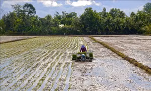 Gieo sạ lúa Đông Xuân linh hoạt hợp lý với diễn biến nguồn nước