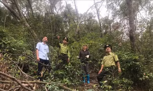 Chủ động phòng chống cháy rừng khi thời tiết khô hanh kéo dài