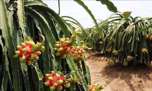 Tiền Giang mở rộng diện tích trồng cây ăn quả lên gần 88.400 ha