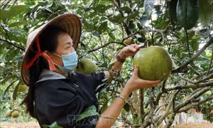 Mô hình làm làm kinh tế giỏi của phụ nữ Lai Châu