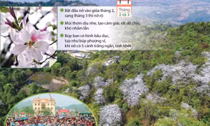 Hoa ban Tây Bắc gọi mời mùa lễ hội