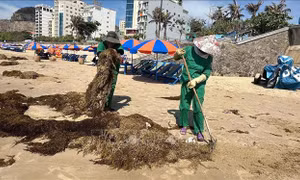 TP Hồ Chí Minh: Khẩn trương thu dọn rong biển tràn vào bờ biển Bãi Sau