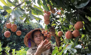 Vải sớm Thanh Hà hứa hẹn vụ mùa bội thu