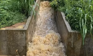 Người dân mong muốn trang trại bò sữa thực hiện đúng cam kết về môi trường
