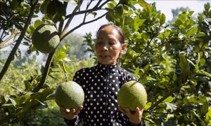 Người phụ nữ Khmer khởi nghiệp thành công từ quả bưởi da xanh