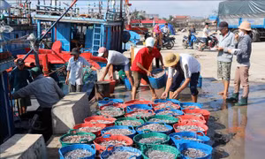 Ngư dân Quảng Trị được mùa cá cơm