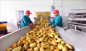 Xuất khẩu nông sản chính ngạch: Con đường tất yếu ​
