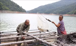 Thêm sinh kế cho đồng bào vùng lòng hồ thủy điện