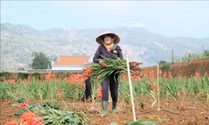 Hoa lay ơn Tết nở muộn đầy đồng, nông dân phải nhổ bỏ