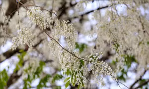 Hà Nội trắng tinh khôi mùa hoa sưa tháng 3