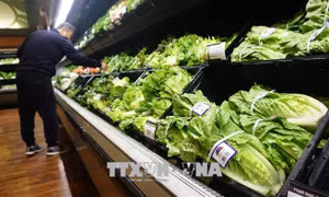 Bùng phát dịch E.coli khiến 72 người mắc bệnh