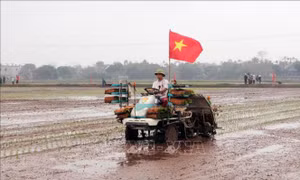 Trình diễn ứng dụng cơ giới hóa trong sản xuất nông nghiệp