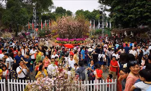 Lễ hội Hoa anh đào Nhật Bản - Hà Nội 2020 sẽ có nhiều hoạt động phong phú