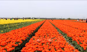 Rực rỡ những cánh đồng hoa tulip ở Hà Lan