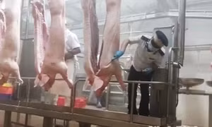 Chủ động phòng dịch từ khâu giết mổ động vật