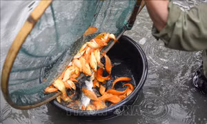 Vựa cá chép đỏ Tân Cổ bội thu dịp Tết ông Công, ông Táo