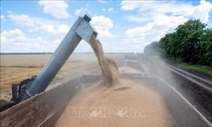 Ukraine tháo điểm nghẽn thiếu thuỷ thủ để thúc đẩy xuất khẩu ngũ cốc
