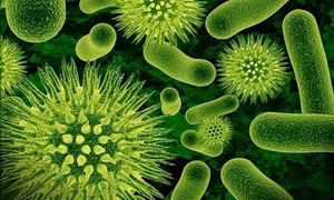 Virus trong máu có thể giết chết các tế bào thần kinh ở ruột
