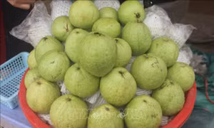 Trồng ổi VietGAP cho hiệu quả kinh tế cao