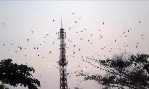 Tăng cường giải pháp ngăn chặn tình trạng săn bắt trái phép chim yến