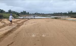 Giúp nông dân khắc phục sa bồi thủy phá để sản xuất vụ Đông Xuân