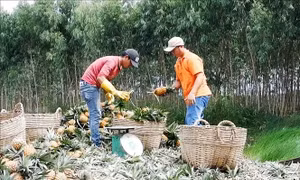 Gắn kết sản xuất và tiêu thụ cho sản phẩm dứa