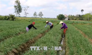 Quy định mới về quản lý, sử dụng đất trồng lúa