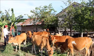  Cơ hội thoát nghèo cho đồng bào dân tộc thiểu số