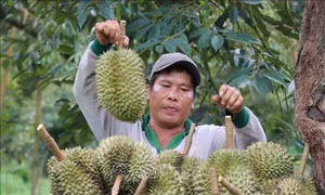 Định hướng phát triển sầu riêng phù hợp với tiêu chuẩn xuất khẩu