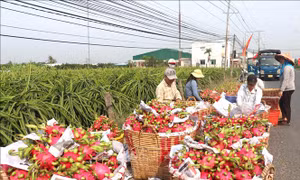 Đổi thay ở huyện nông thôn mới nâng cao đầu tiên của Long An