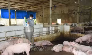 Giá lợn hơi xuống thấp, người nuôi ngậm ngùi 'treo chuồng'
