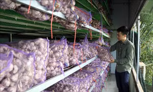 Tiêu thụ nông sản - Bài 2: Những lối đi riêng