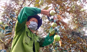 Người trồng vú sữa mong đầu ra ổn định