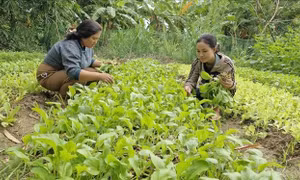 Dạy nghề, tạo việc làm ổn định cho đồng bào dân tộc thiểu số