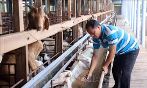 Nông dân vùng ven biển Gò Công nuôi dê cho thu nhập cao