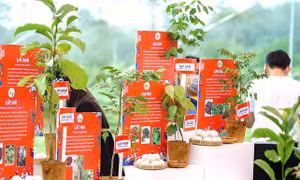 Triệu đôi tay cùng OMO trồng 1 triệu cây xanh