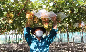 Ninh Thuận thúc đẩy phát triển sản xuất nông nghiệp sạch 