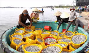 Lâm Đồng: Ngư dân ven biển trúng đậm cá cơm