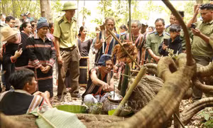 Nghi thức cúng Thần rừng ở Ia Grai