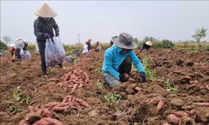 Gia Lai hướng tới xuất khẩu chính ngạch khoai lang