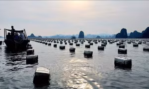 Vụ nuôi trồng thủy sản trái phép trên vịnh Bái Tử Long: Tạm đình chỉ 4 cán bộ 