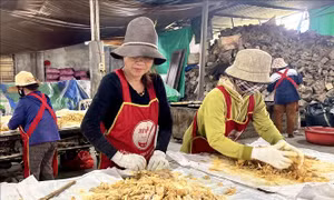 Làng mứt gừng Mỹ Chánh rộn ràng vào vụ Tết