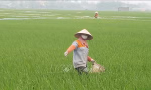 Các địa phương tập trung phòng trừ sâu bệnh gây hại lúa và hoa màu