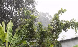 Mưa lớn cứu cây trồng bị hạn hán nghiêm trọng ở Trung, Nam Bộ