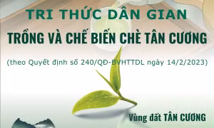 Tri thức dân gian trồng và chế biến chè Tân Cương - Di sản văn hóa phi vật thể quốc gia