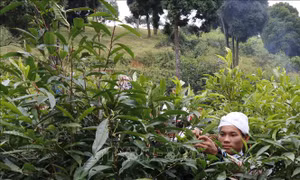 Giảm nghèo bền vững ở vùng đặc biệt khó khăn