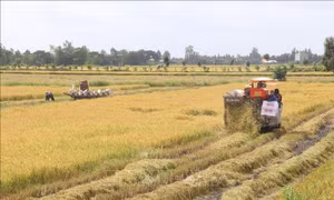 Lúa Thu Đông cuối vụ được giá